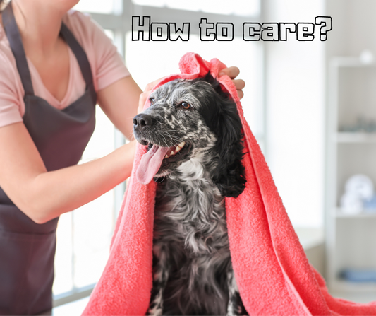 Why Regular Pet Bathing Matters: Tips for a Clean and Healthy Companion