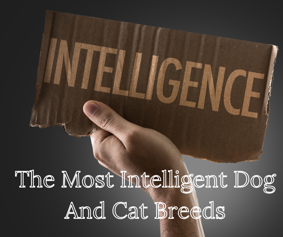 The Most Intelligent Dog and Cat Breeds