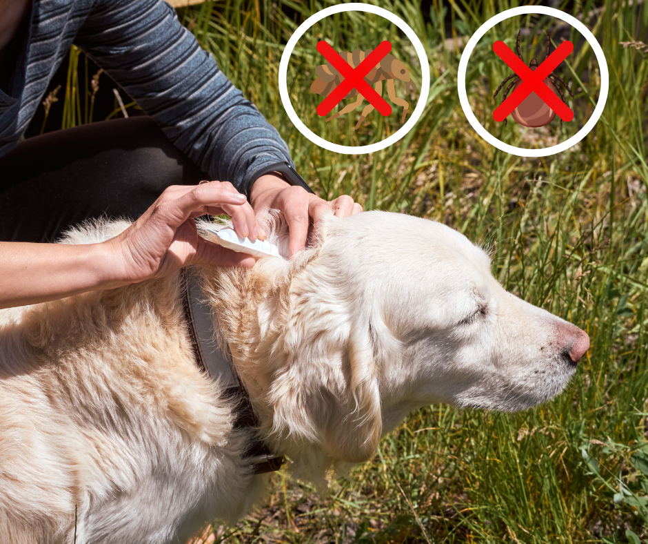 How to Properly Comb Your Dog for Ticks and Fleas: A Comprehensive Guide